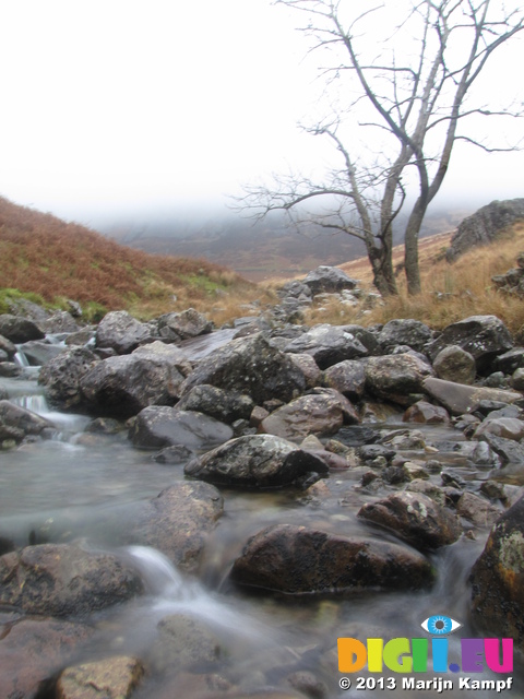 SX32956 Tree by Nant Cadair stream